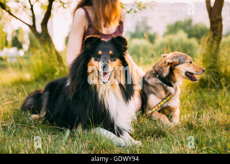 Zwei Hunde sitzen neben einer Frau Gras an einem Sommerabend. Einer der Hunde - ein Collie oder Sheltie, Sheltie. Stockfoto