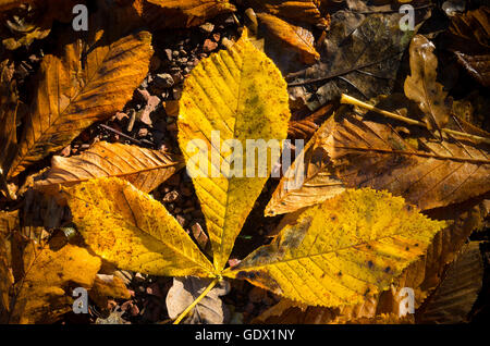 orange und gelbe Kastanie Blätter im Herbst gefallen Stockfoto