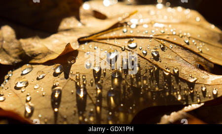 gefallene Herbstlaub mit Wassertropfen Stockfoto