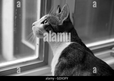 Schwarz / weiß Fotografie ein Haustier Katze schaut aus dem Fenster. Stockfoto