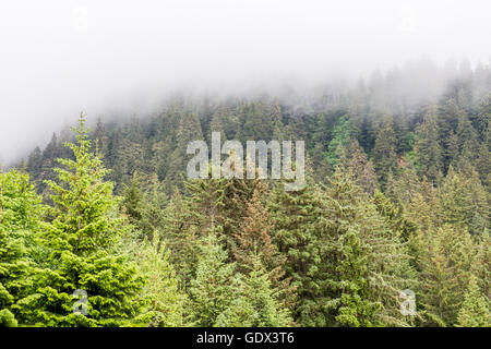 Immergrüne bedeckte Bäume im Nebel in Alaska Stockfoto