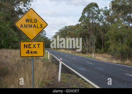 Melden Sie Warnung Fahrer zu Wildtieren Kreuzung Straße beachten. Süd-Ost-Queensland-Australien Stockfoto