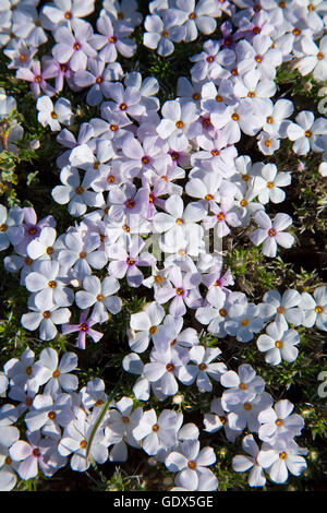 Penstamen entlang der Pacific Crest Trail, Carson Pass National Scenic Byway, El Dorado National Forest, Kalifornien Stockfoto