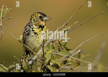 D'Arnauds Barbet thront auf Zweig, Samburu Game Reserve, Kenia Stockfoto