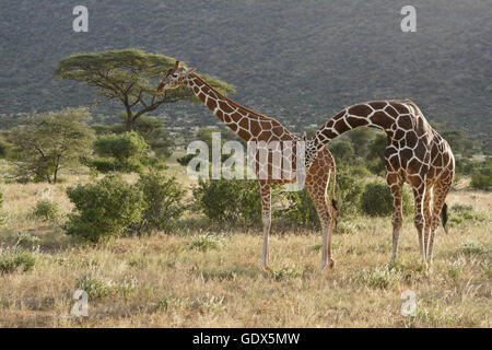 Männliche netzförmigen Giraffe kuschelte weiblich vor Montage, Samburu Game Reserve, Kenia Stockfoto