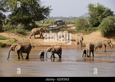 Safari-Fahrzeug und Elefanten (Uaso) Ewaso Nyiro Fluss, Samburu, Kenia Stockfoto