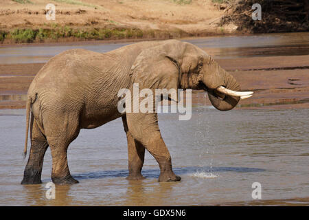 Elefantenbulle trinken aus (Uaso) Uaso Nyiro River, Samburu, Kenia Stockfoto