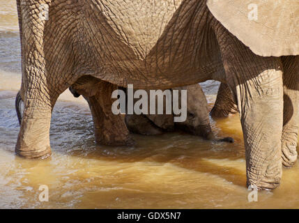 Elefantendame und winzige Kalb trinken aus (Uaso) Uaso Nyiro River, Samburu, Kenia Stockfoto