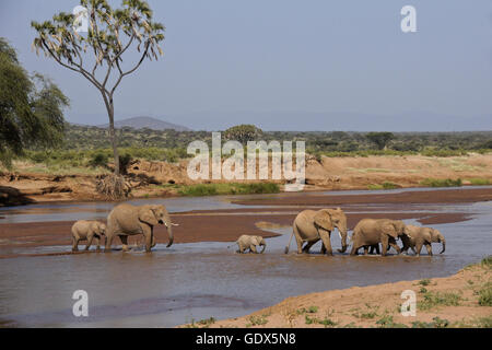 Elefanten überqueren (Uaso) Uaso Nyiro River, Samburu, Kenia Stockfoto