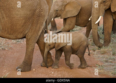 Elefant Kalb zu Fuß mit Herde, Samburu Game Reserve, Kenia Stockfoto