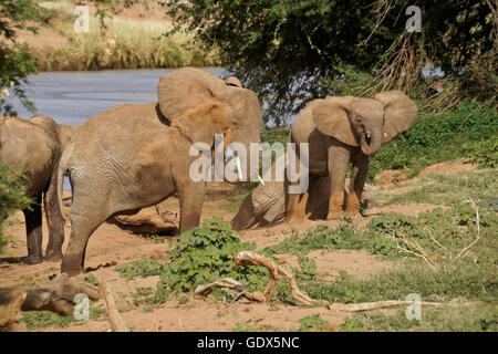 Elefanten, Staub-Bad in der Nähe (Uaso) Uaso Nyiro River, Samburu Game Reserve, Kenia Stockfoto