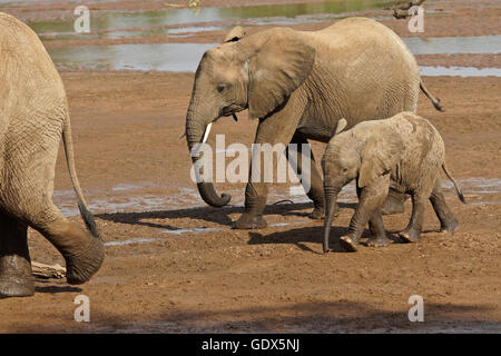 Elefanten überqueren (Uaso) Uaso Nyiro River, Samburu Game Reserve, Kenia Stockfoto