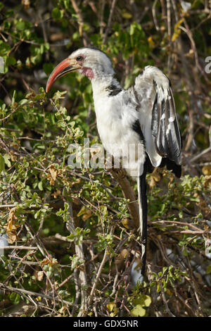 Rot-billed Hornbill anzeigen während Zucht Saison, Samburu Game Reserve, Kenia Stockfoto