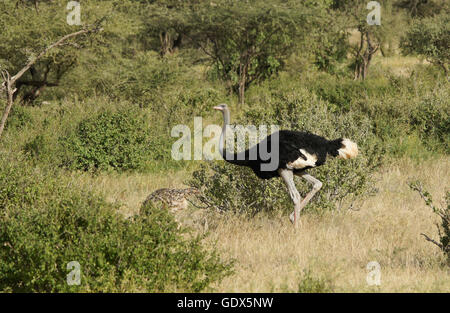 Männliche Somali-Strauß mit Jugendlichen Nachwuchs, Samburu Game Reserve, Kenia Stockfoto