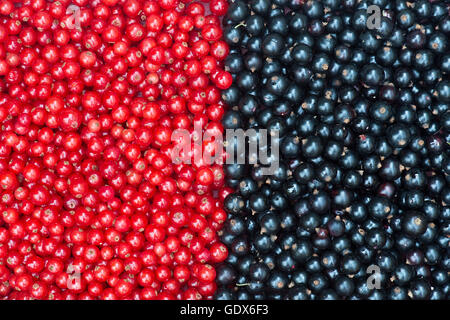 Ribes Rubrum und Ribes Nigrum. Johannisbeeren und schwarzen Johannisbeeren Stockfoto