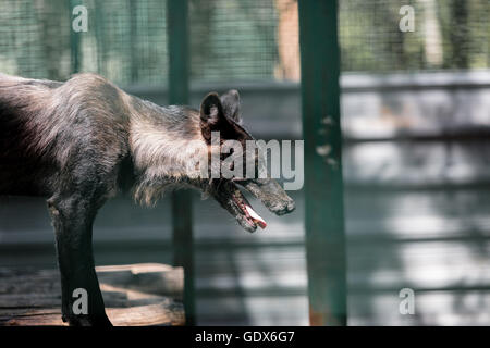die tierischen kanadische Wolf schwarz, stehend, auf der Suche Stockfoto