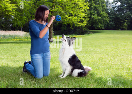 Frau im Park spielen holen mit ihrem Border-Collie Hund Stockfoto