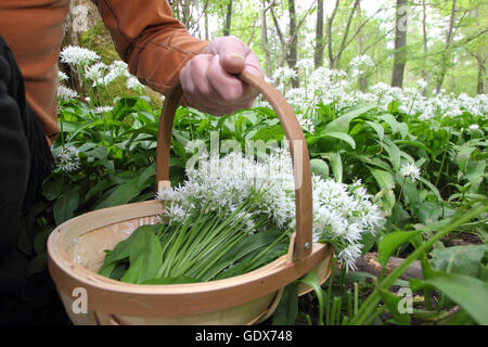 Allium ursinum. Die nahrungssuche wilder Knoblauch in einem englischen Wälder im Frühjahr - Mai, Großbritannien Stockfoto