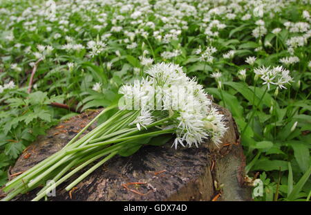 Allium ursinum. Die nahrungssuche wilder Knoblauch in einem englischen Wälder im Frühjahr - Mai, Großbritannien Stockfoto