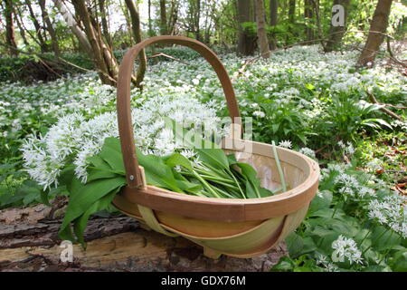 Wilder Knoblauch. Korb mit wildem Knoblauch. Allium ursinum. Suche nach wildem Knoblauch in einem englischen Wald - Frühling, Großbritannien Stockfoto