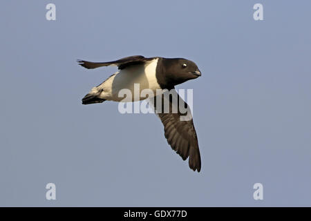 Little Auk im Flug im Sommer Gefieder Stockfoto