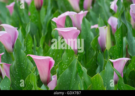 Zantedeschia Kapitän Violetta. Calla Lily / Arum Lilie Stockfoto