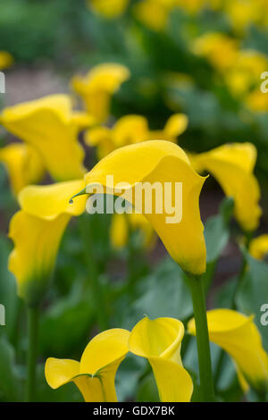 Zantedeschia Goldmedaille. Calla Lily / Arum Lilie Stockfoto