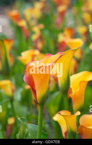 Zantedeschia Royal Kürbis. Calla Lily / Arum Lilie Stockfoto