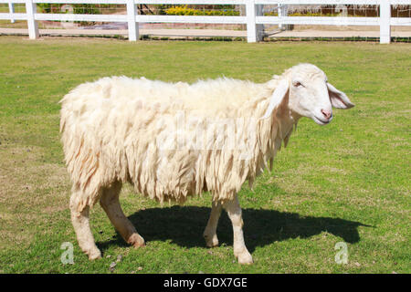 Schafe im Feld-Hof Stockfoto