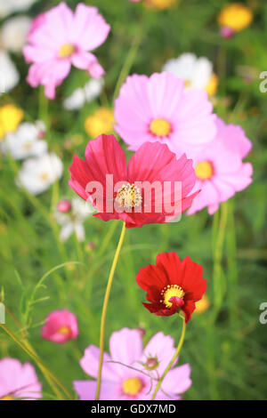 Kosmos-Blume im Garten Stockfoto