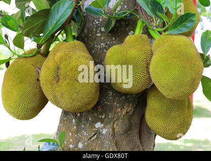 Jackfrüchte auf dem Baum Stockfoto