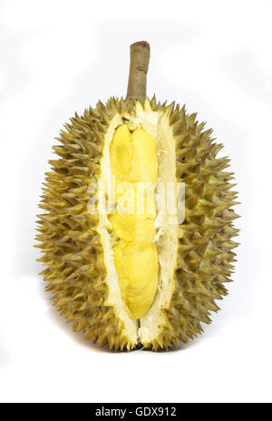 Durian isoliert auf weißem Hintergrund Stockfoto