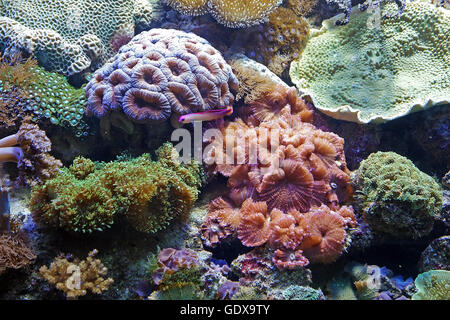 Schönes Foto von bunte Korallenriff und Algen Wasserpflanzen im Aquarium von Barcelona, Spanien. Die Unterwasser-Welt. Stockfoto