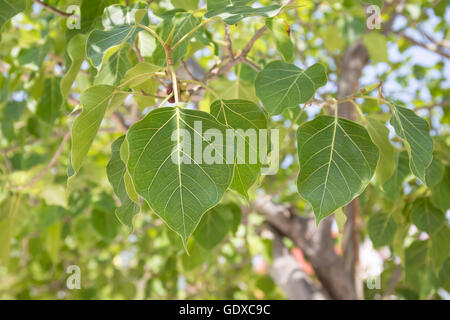 Nahaufnahme eines Heiligen Feigenbaum Blätter, auch nennen, Peepal Baum, Bodhi-Baum, Bo-Baum, Peepu, Po, pho Stockfoto