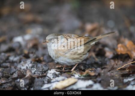 Dunnock Stockfoto