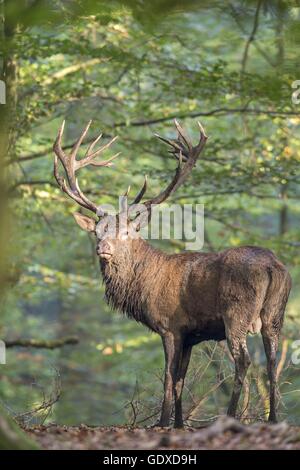 Red deer Stockfoto