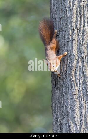 Eurasische Eichhörnchen Stockfoto