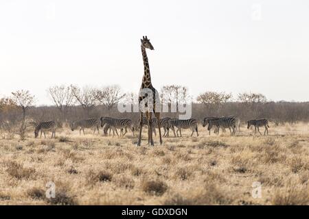 Angola-Giraffe Stockfoto