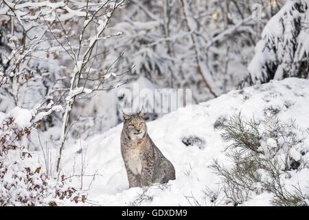 Eurasischer Luchs Stockfoto