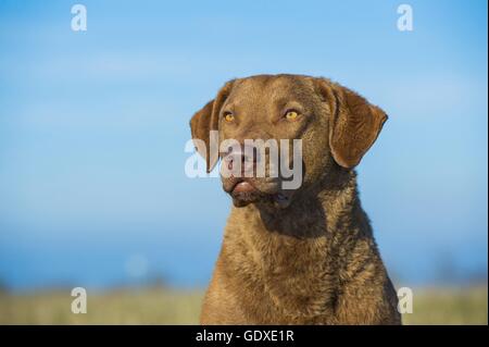 Chesapeake Bay Retriever Porträt Stockfoto