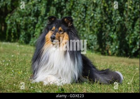 langhaarige Collie liegend Stockfoto