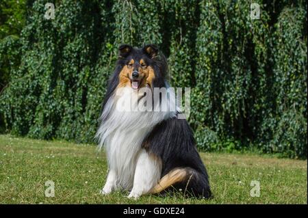 langhaarige Collie sitzend Stockfoto