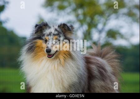 Shetland Sheepdog Portrait Stockfoto