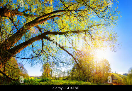 Kulturlandschaft mit die Morgensonne scheint durch einen schönen alten Weidenbaum, blauen Himmel im Hintergrund Stockfoto