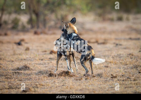 Spielen Sie afrikanische Wildhunde im Kruger National Park, Südafrika. Stockfoto