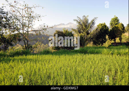 Reisfelder in Lombok Stockfoto