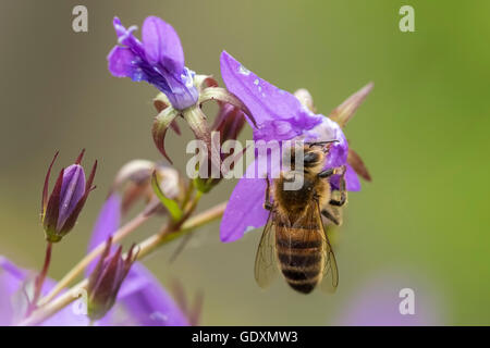 Nahaufnahme eines westlichen Honigbiene oder europäische Honigbiene (Apis Mellifera) Fütterung Blütennektar lila Glockenblume Campanula Stockfoto