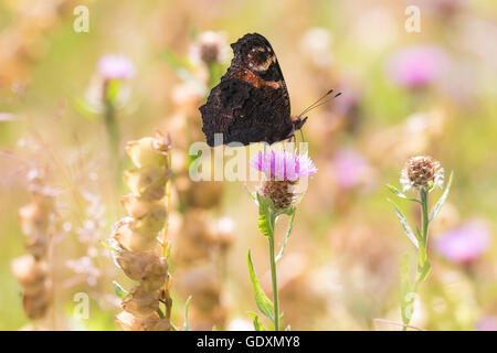 Europäische Peacock Butterfly (Aglais Io) Fütterung von Blumen in einer bunten Wiese. Stockfoto