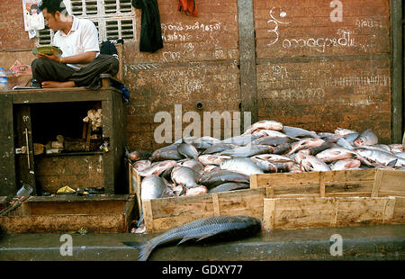 MYANMAR. Yangon. 2008. Fischmarkt Stockfoto