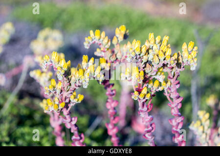 Meer Salat (Dudleya caespitosa) in voller Blüte. Stockfoto